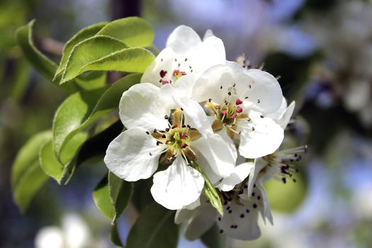 white spring flowers fruit tree closeup