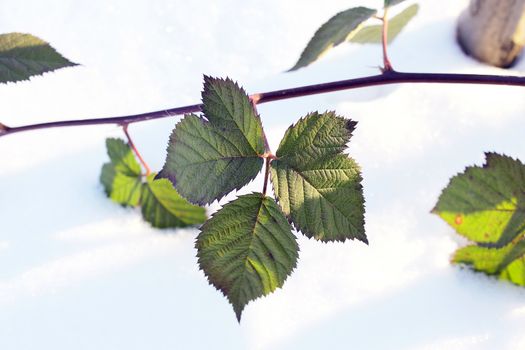 Green leaves on the snow in winter