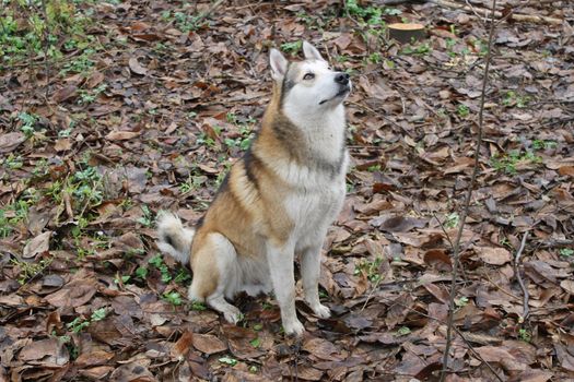  nature hunting dog Laika object nature animal