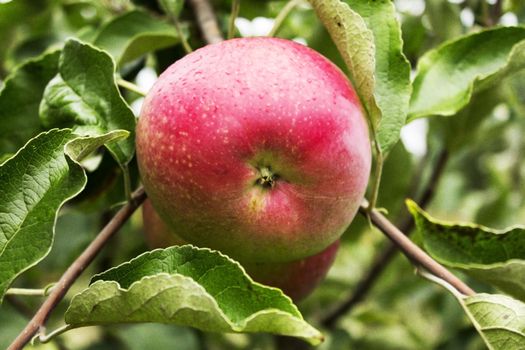 red apple growing on an apple tree with green leaves