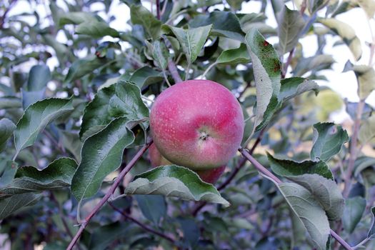 apple fruit tree garden