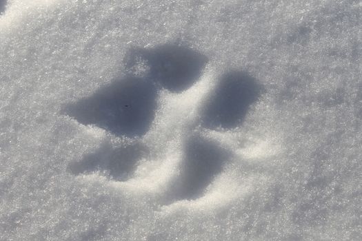 Footprints in the snow