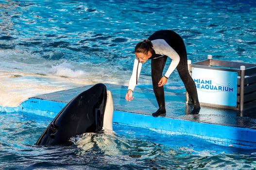 MIAMI,US - JANUARY 24,2014: Lolita,the killer whale at the Miami Seaquarium.Founded in 1955,the oldest oceanarium in the United States,the facility receives over 500,000 visitors annually 