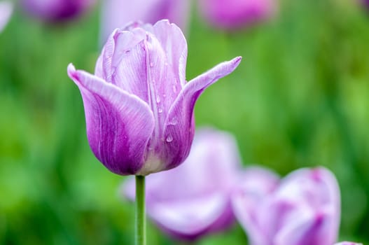 The pink tulip in Beijing Botanical Garden.