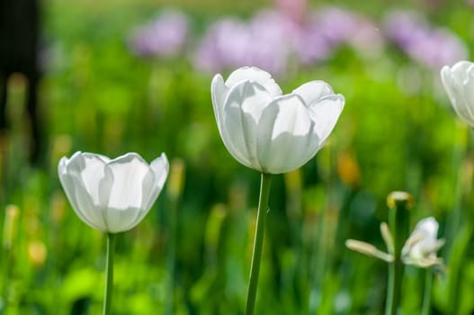 The white tulip in Beijing Botanical Garden.