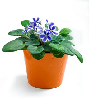 orange pot with flowers,isolated on white background