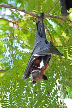 Large Bat, Hanging Flying Fox (Pteropus vampyrus) in nature background 