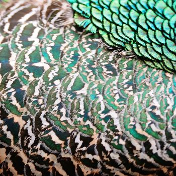 Beautiful plumage of male Green Peafowl feathers background