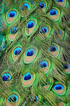 Beautiful plumage of male Green Peafowl feathers background