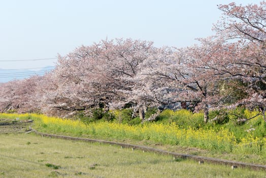 Cherry blossom (Sakura) and the pathway in garden of japan