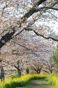 Cherry blossom (Sakura) and the pathway in garden of japan
