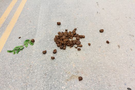Horse dung on street