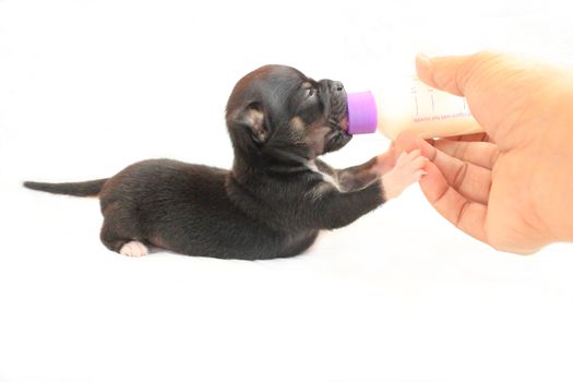 Feeding little chihuahua puppy from a milk bottle