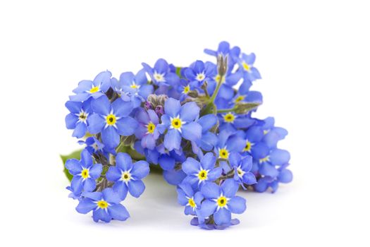 forget me not flowers