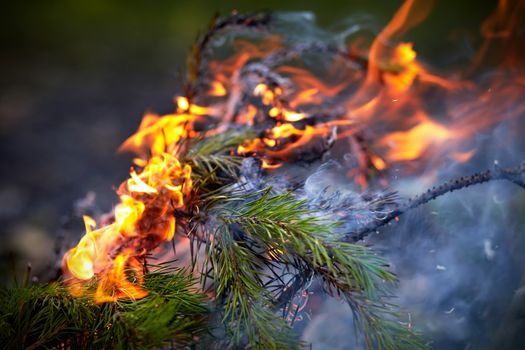 Forest fire. Burning pine branches. Fire in marching conditions.