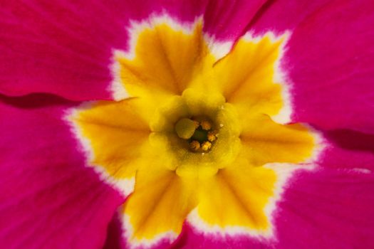 beautiful  spring flowers of pink primula -close up