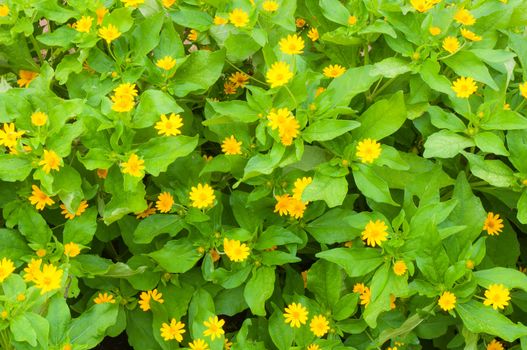 Green texture of bush yellow the flowers