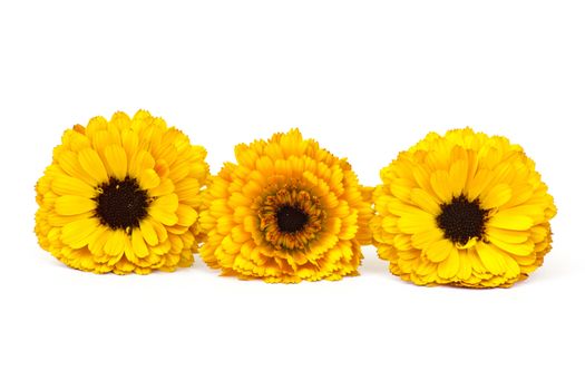 calendula flower isolated on white background