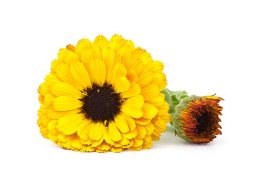 calendula flower isolated on white background
