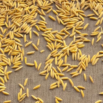 paddy rice seed