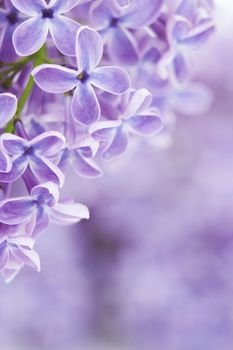 Blooming lilac flowers. Abstract background. Macro photo.