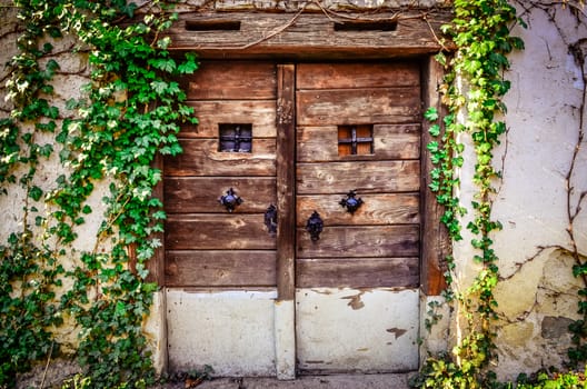 Old wooden textured door and weathered wall with ivy