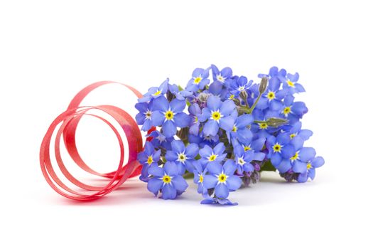forget me not flowers