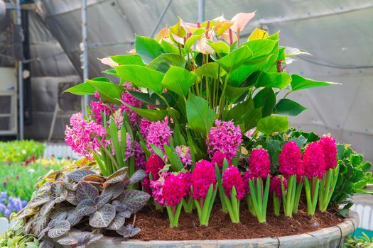 Indoor garden in thailand