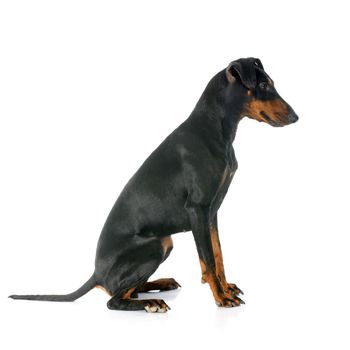 Manchester terrier in front of white background