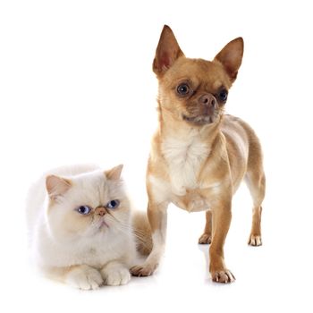 exotic shorthair cat and chihuahua in front of white background