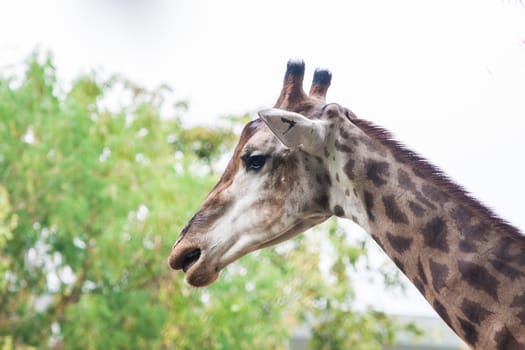 The Giraffe in thailand.