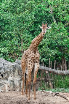 The Giraffe in thailand.