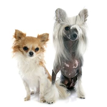 chinese crested dog and chihuahua in front of white background