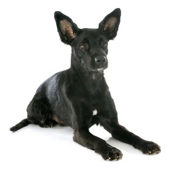 peruvian dog in front of white background