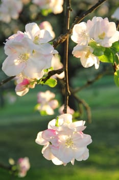 Apple blossoms in spring at sunset