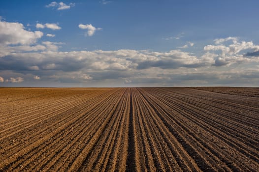 Cereal spring field with seeds cropped in rows and blue sky background
