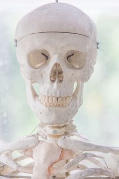 Human skeleton