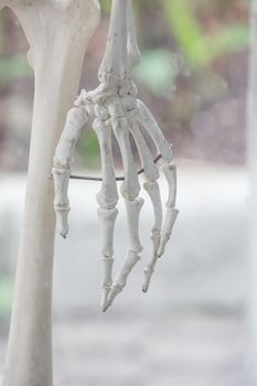 Human skeleton