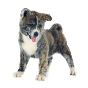 puppy akita inu in front of white background