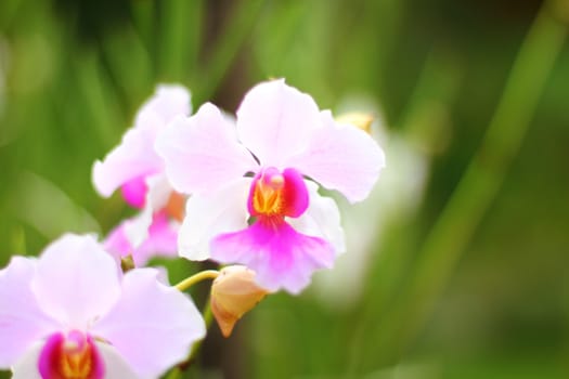 light pink cattaleeya Orchid, Singapore botanic garden
