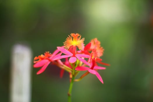 small orange oncidium orchid, Singapore botanic garden
