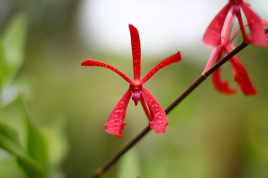 red orchid on branch with green background, Singapore botanic garden
