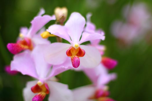 light pink Orchid with green background, Singapore botanic garden
