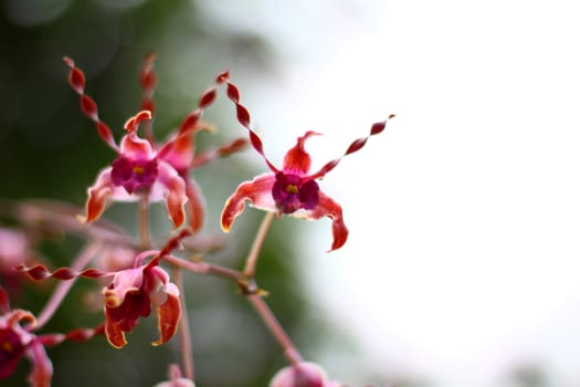 dark pink orchid on branch , Singapore botanic garden
