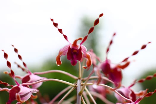 dark pink orchid on branch , Singapore botanic garden
