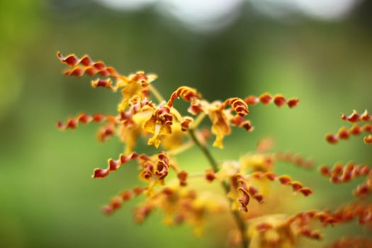 colorful orchid on branch with green background, Singapore botanic garden
