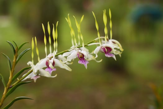 colorful orchid on branch with green background, Singapore botanic garden
