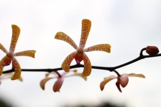 small Orchid with sky background, Singapore botanic garden
