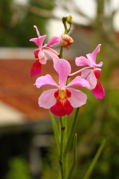 dark pink orchid on branch , Singapore botanic garden

