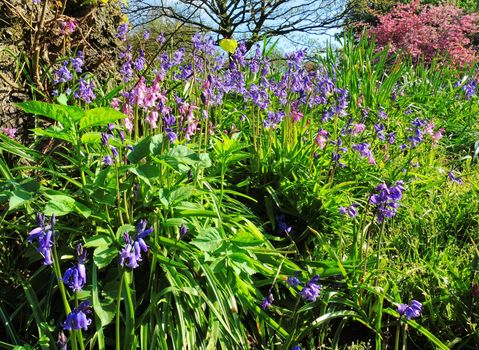 A colourful image of Spring flowering Bluebells.